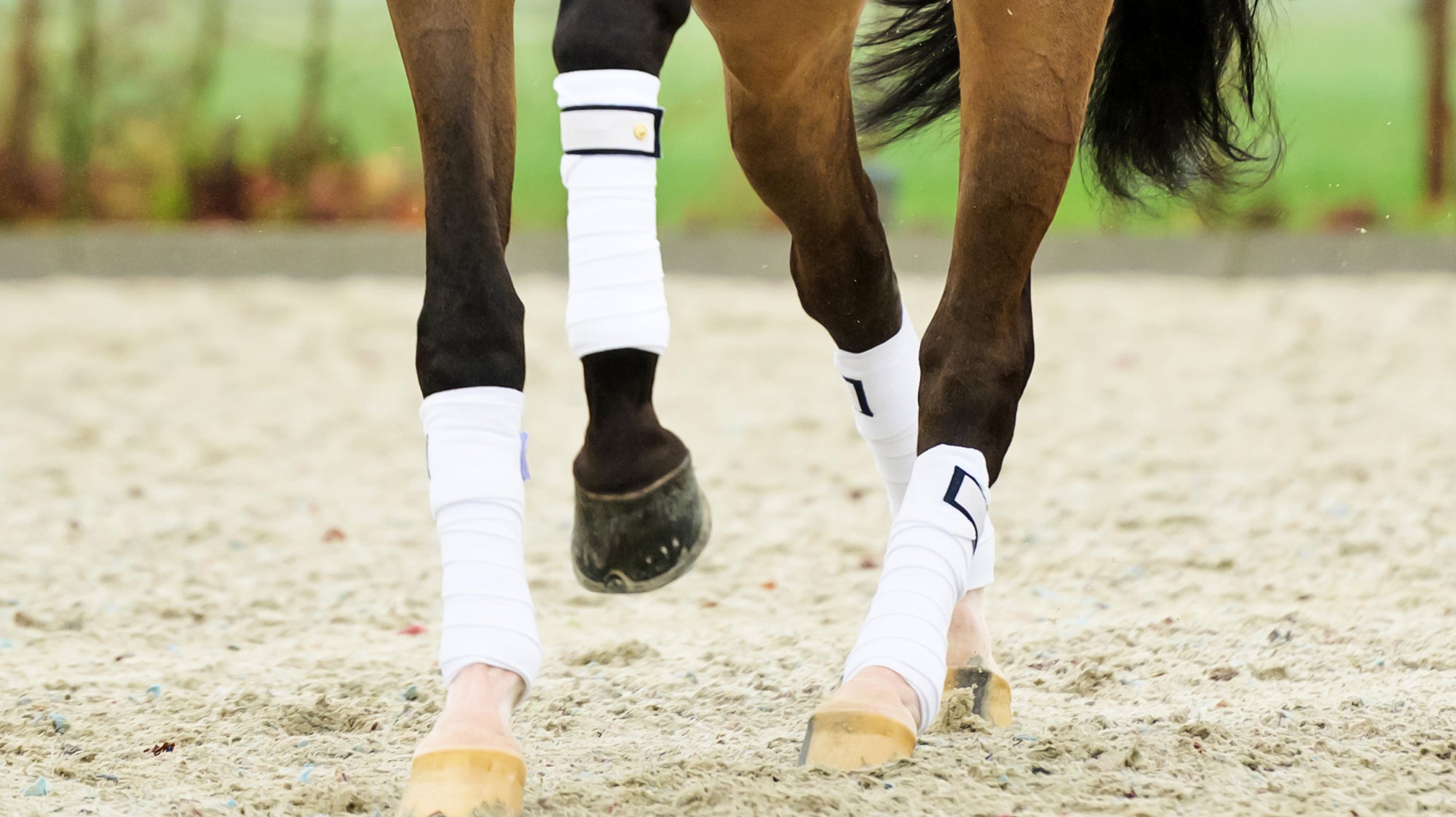 Dit zijn de wijzigingen wedstrijdreglement 2024 voor springen, dressuur, mennen en meer