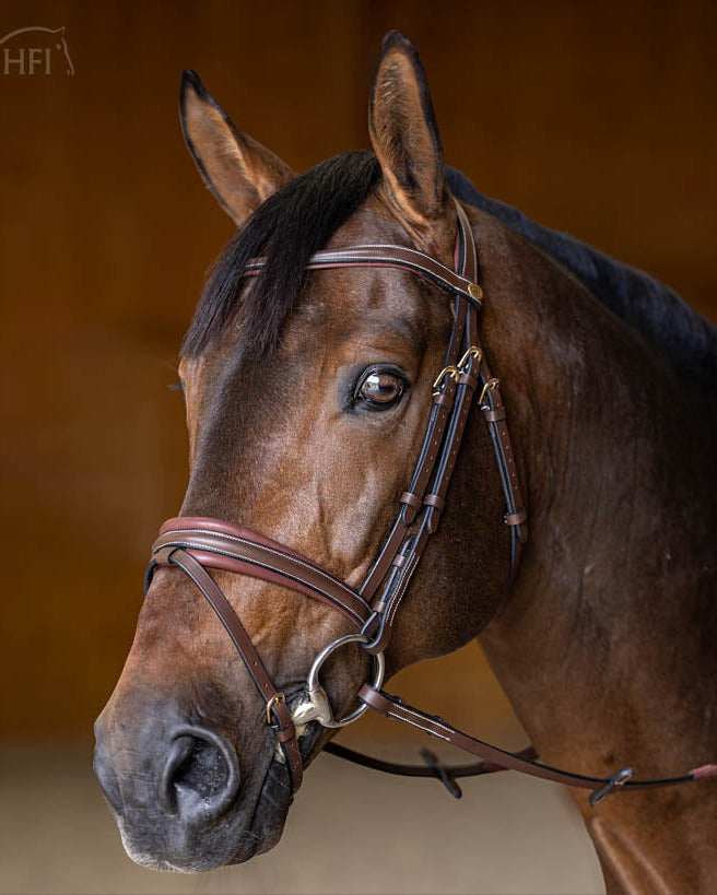 HFI Hoofdstel Padded Bruin