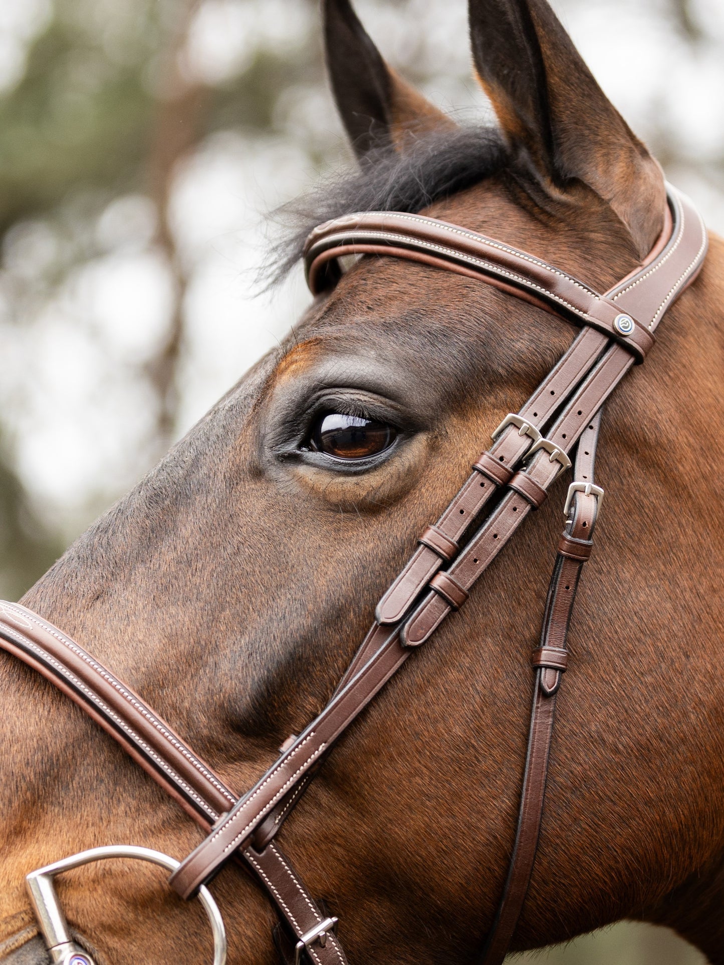 TRUST bridle Hunter Kentucky silver buckle Brown