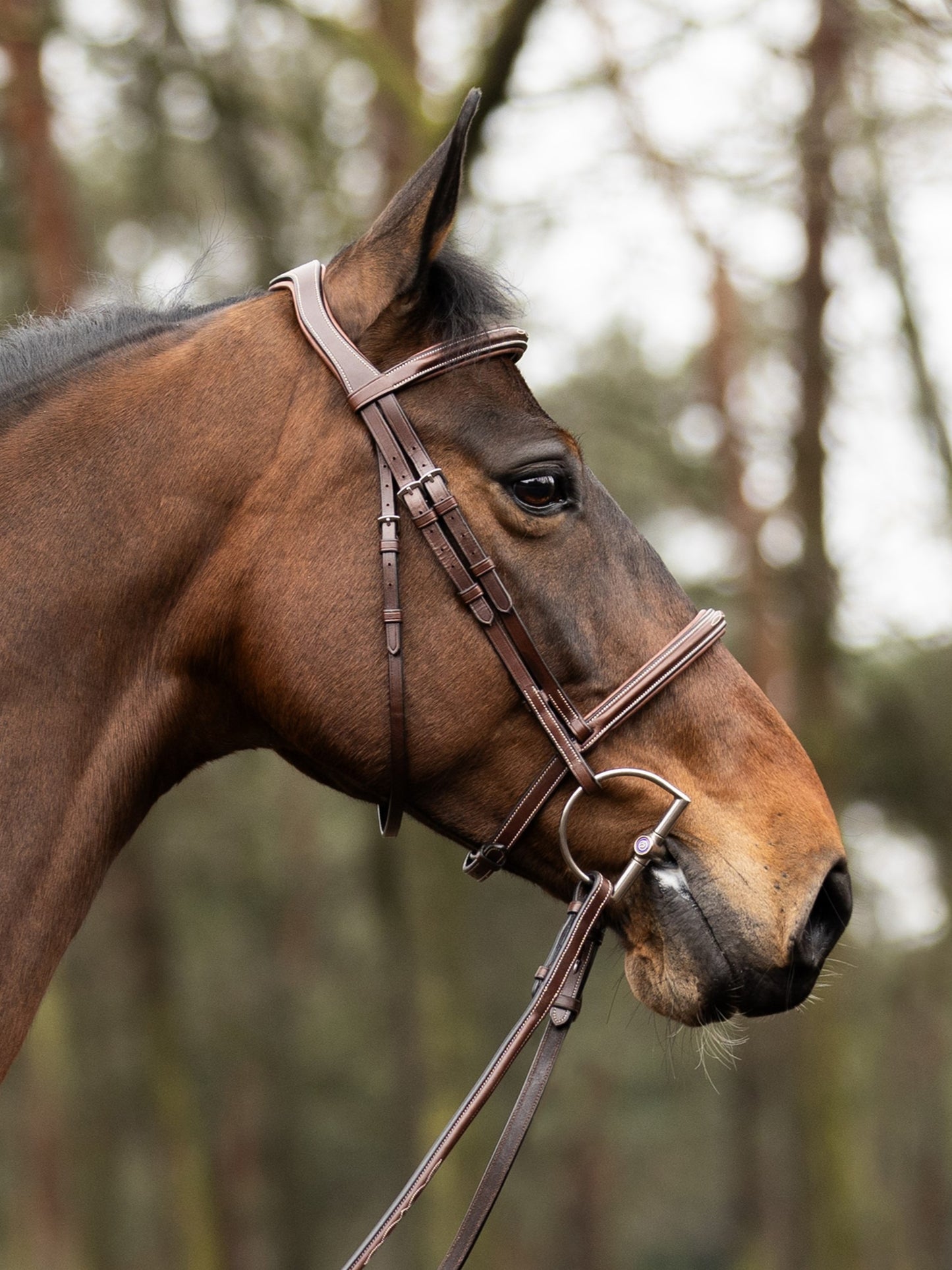 TRUST bridle Hunter Kentucky silver buckle Brown