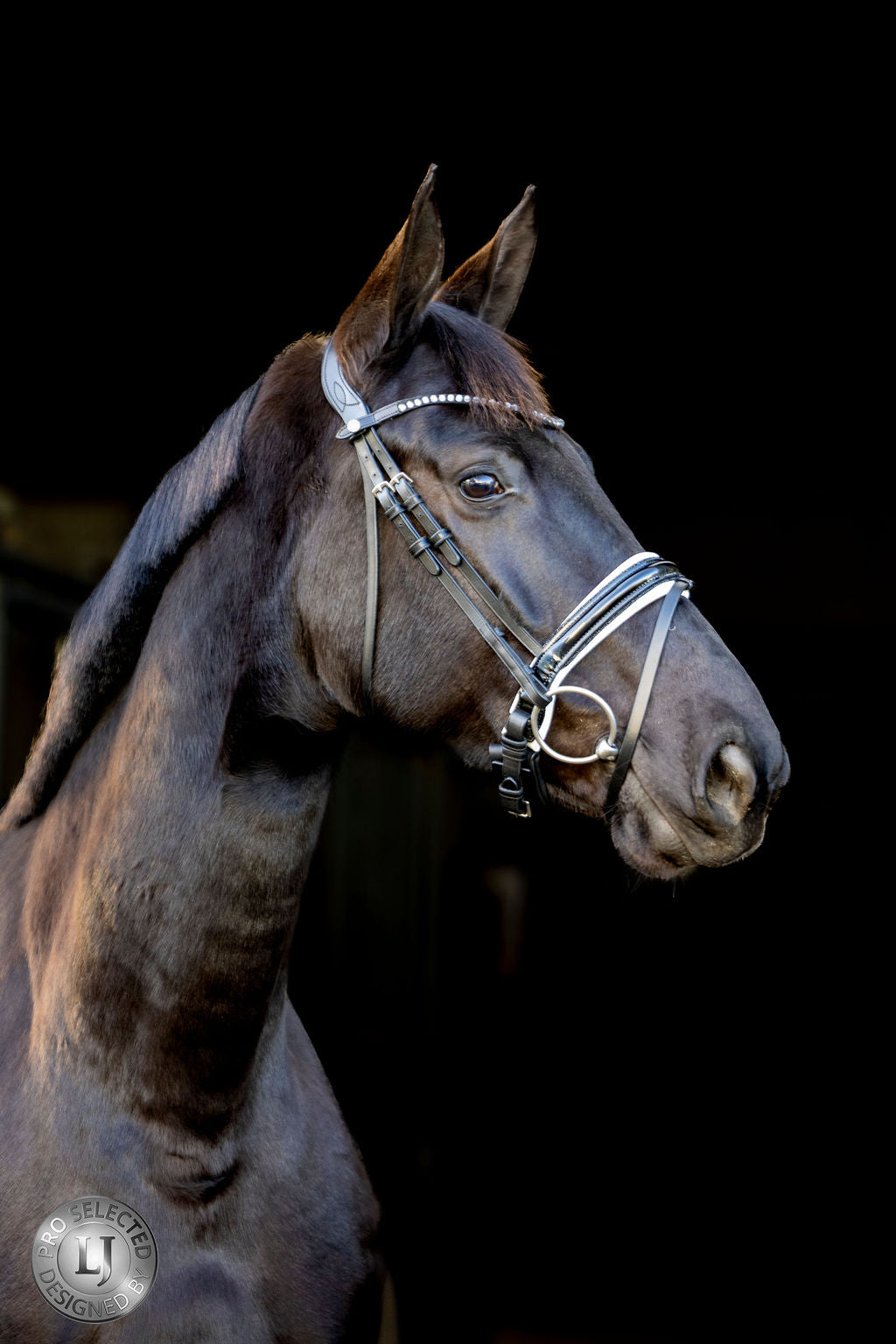 LJ Leathers Hoofdstel Pro Selected aansnoerneusriem met lak Sunline Zwart