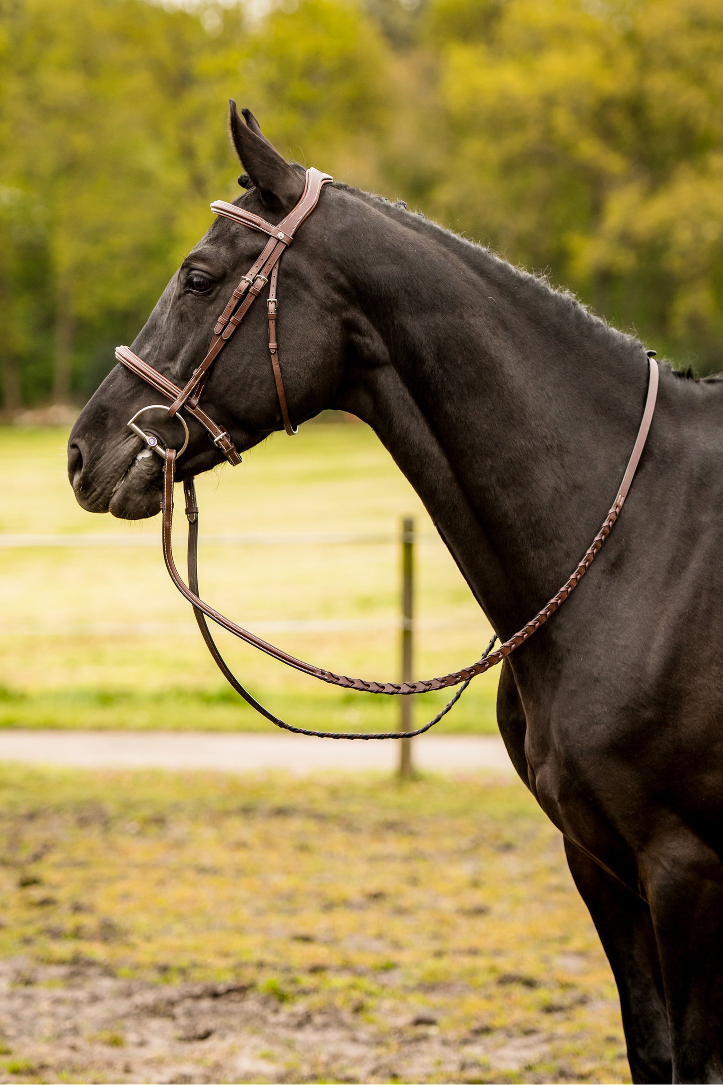 TRUST bridle Hunter Kentucky silver buckle Brown