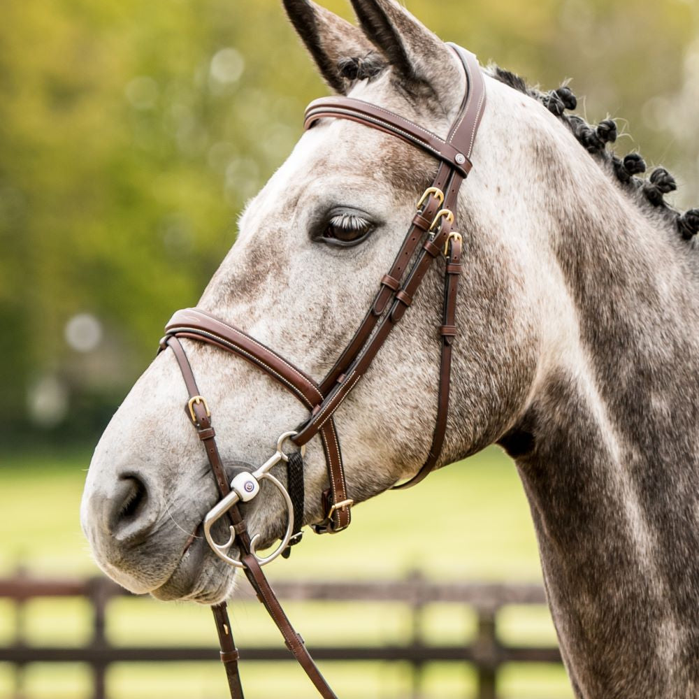 TRUST hoofdstel Amsterdam anatomisch gecombineerde neusriem gouden gesp Bruin Bruin Cob
