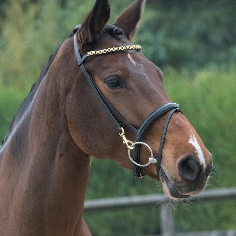 LJ Leathers Pro Selected Trainingshoofdstel clips zwart Zwart Goud kleurig