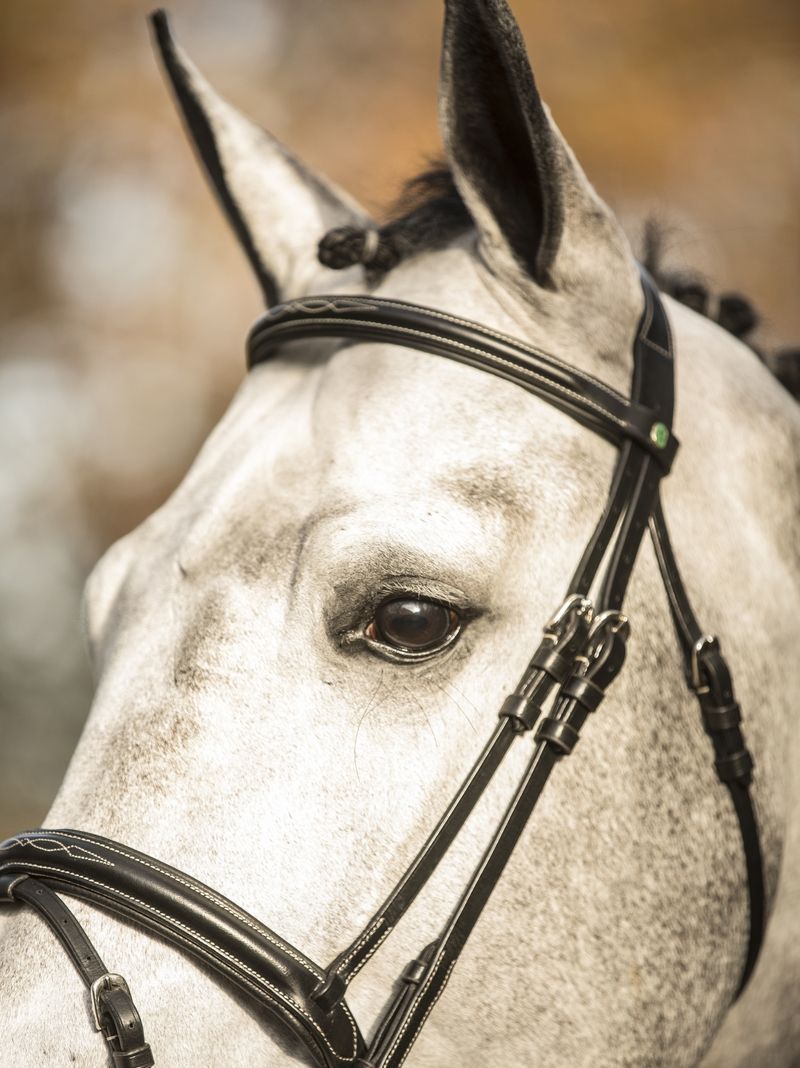 LJ Leathers New Pro hoofdstel gecombineerde neusriem