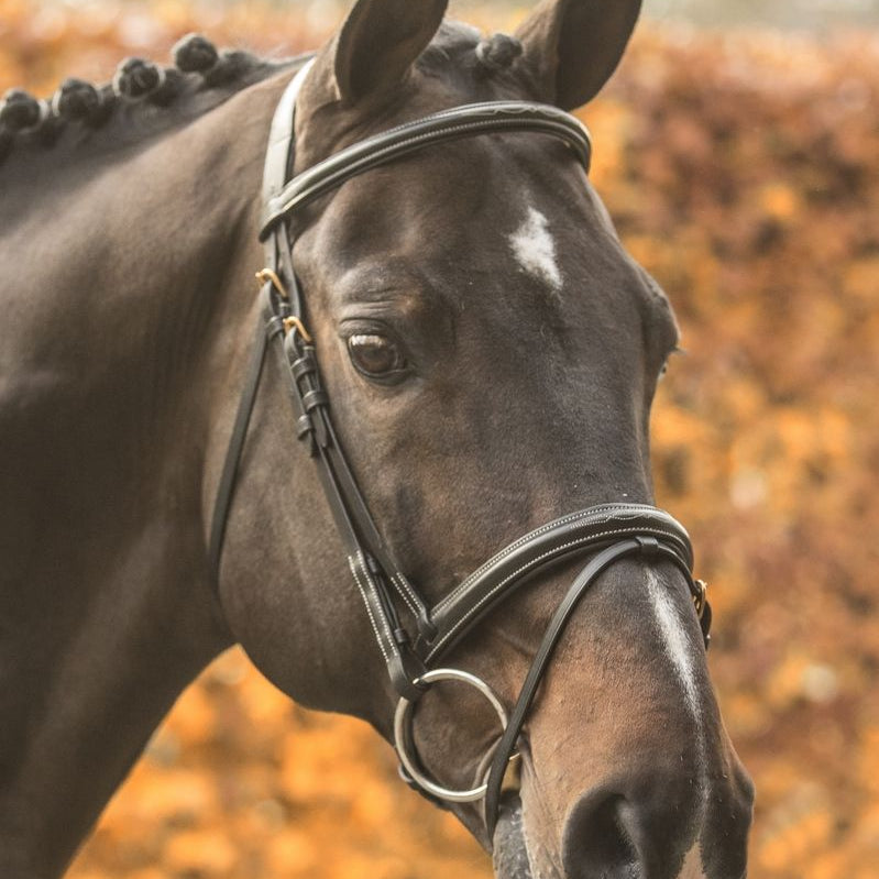 LJ Leathers New Pro hoofdstel gecombineerde neusriem Zwart Goud kleurig