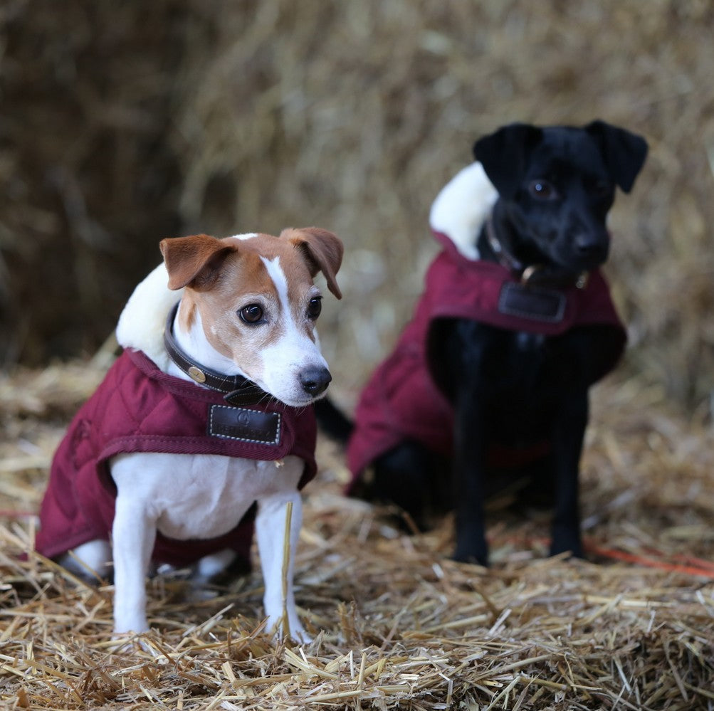 Honden met deken van ruitersportmerk