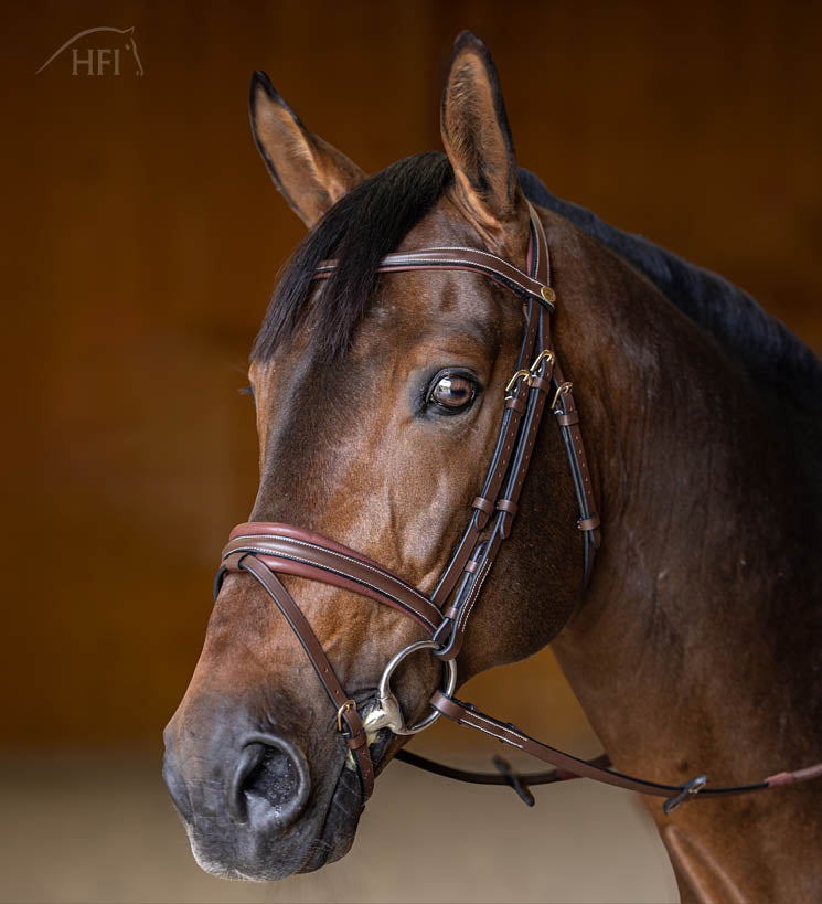 HFI Bridle Padded