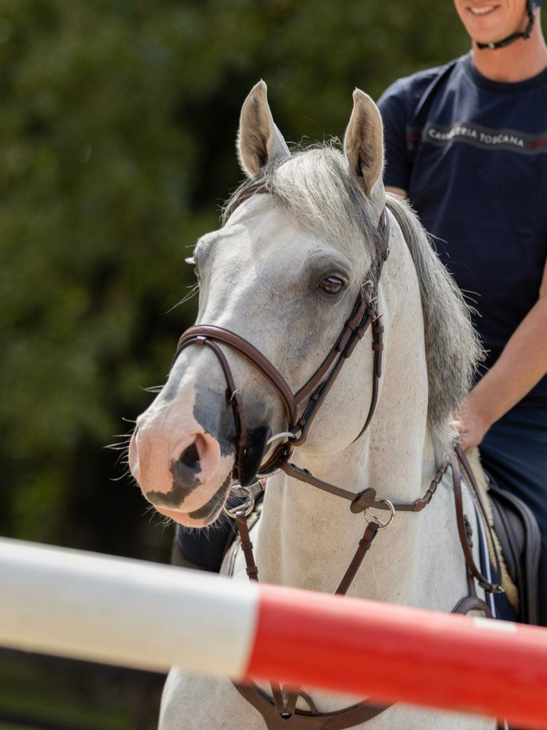 TRUST bridle Calgary combined noseband silver buckle Brown