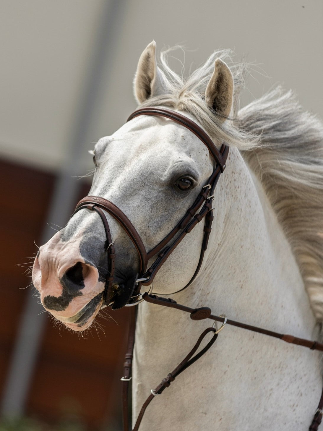 TRUST bridle Calgary combined noseband silver buckle Brown