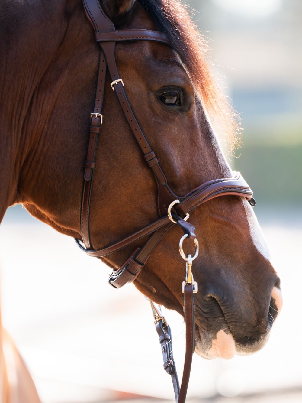 TRUST bridle Falsterbo T-Motion silver buckles Brown