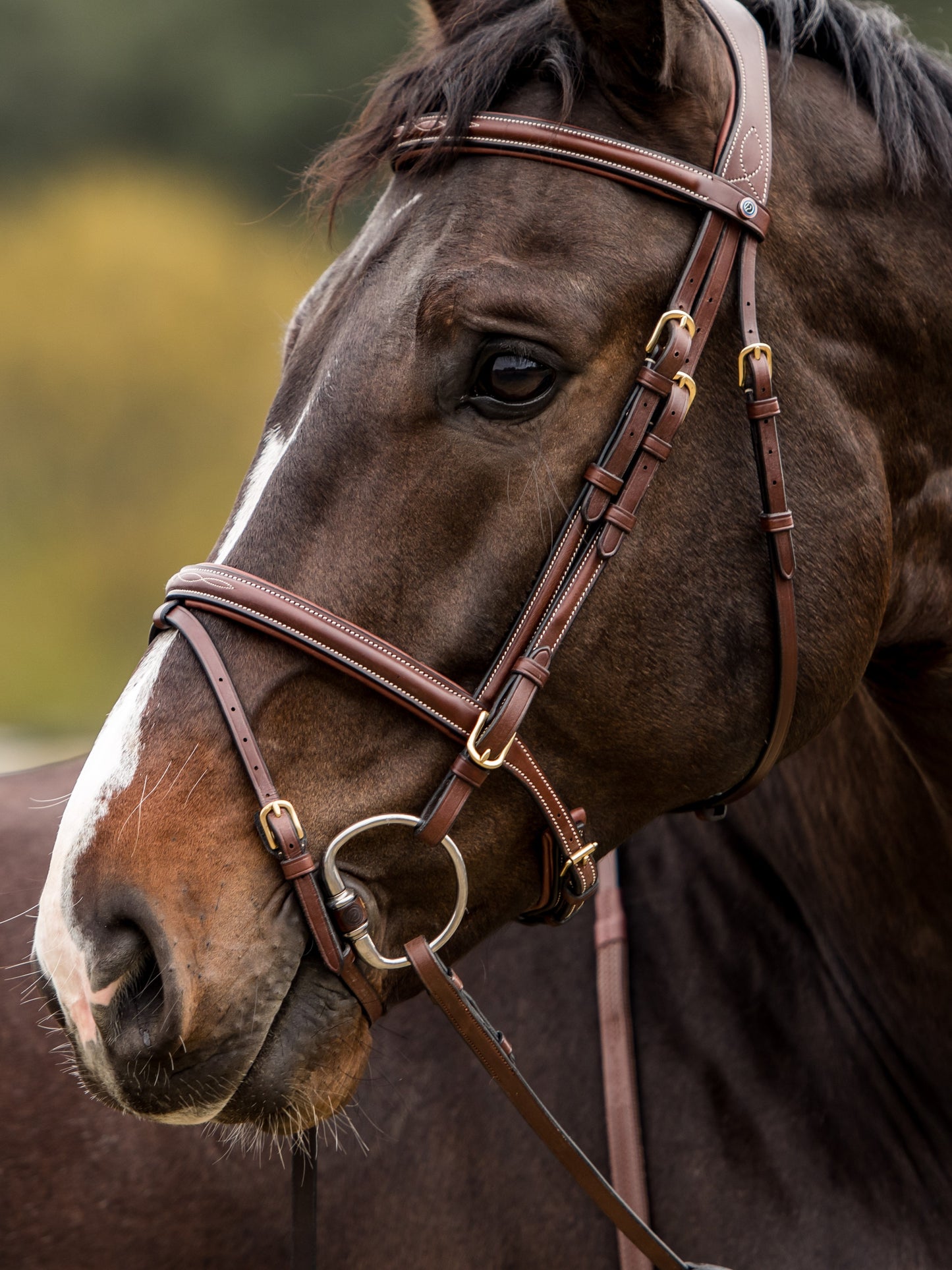 TRUST bridle Knokke combined noseband gold buckle Brown