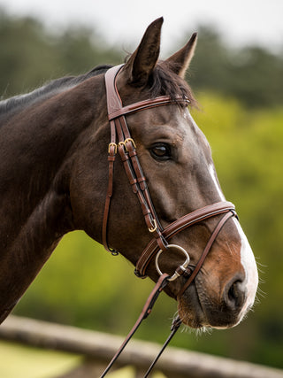 TRUST bridle Knokke combined noseband gold buckle Brown