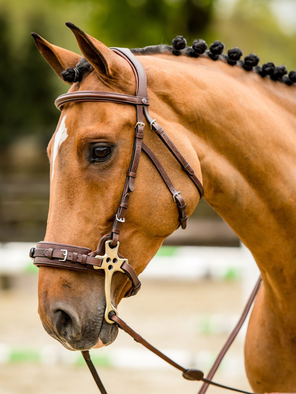 TRUST bridle Hickstead Hackamore bridle silver buckles Brown