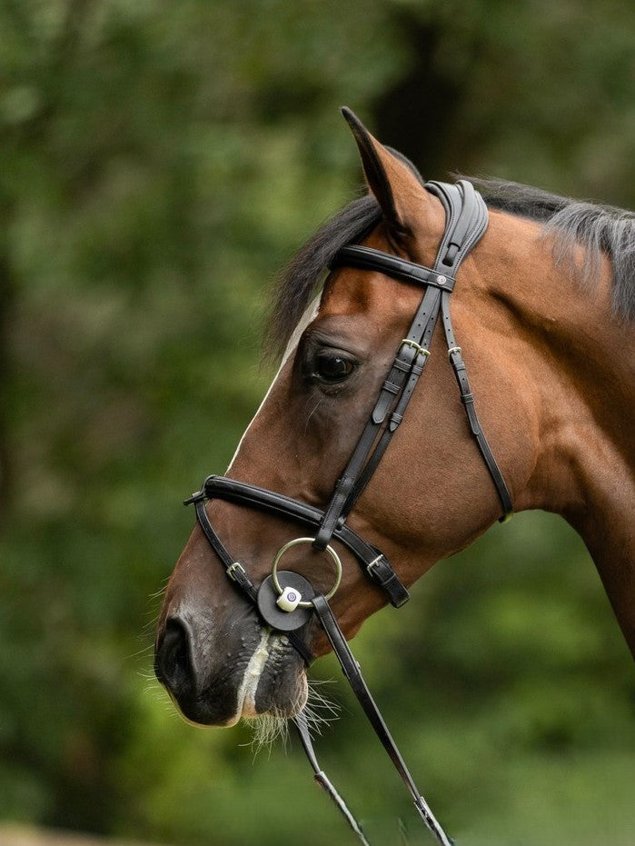 TRUST bridle Geneva combined noseband silver buckle Black