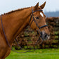 TRUST bridle Hickstead Hackamore bridle gold buckles Brown