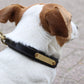 Eskadron E-Dog leather collar and dog leash Brown