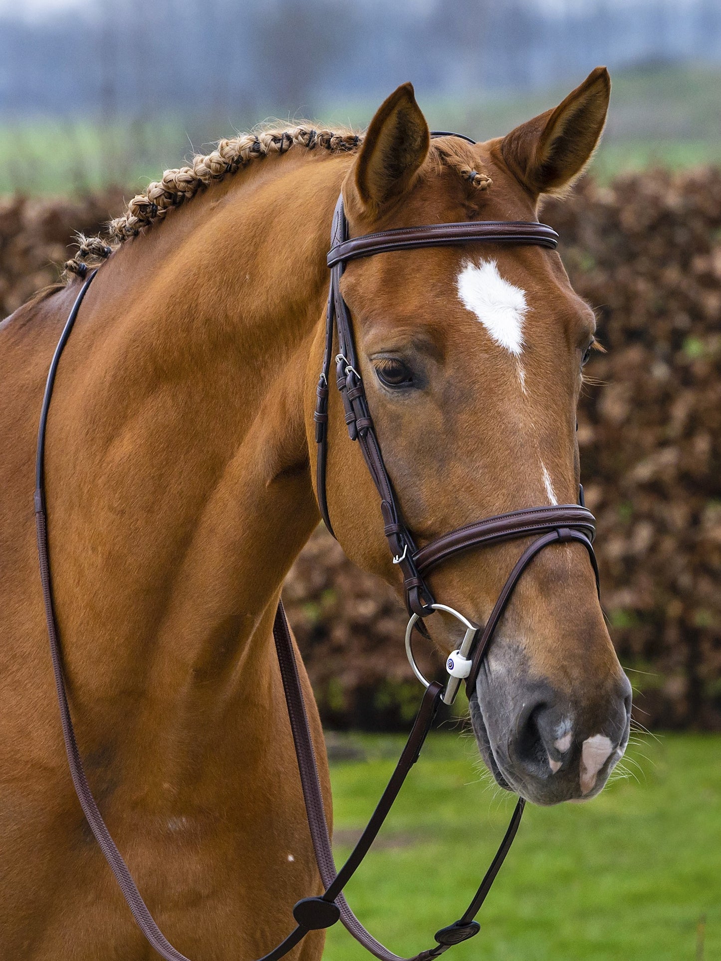 TRUST bridle Knokke combined noseband silver buckle Brown