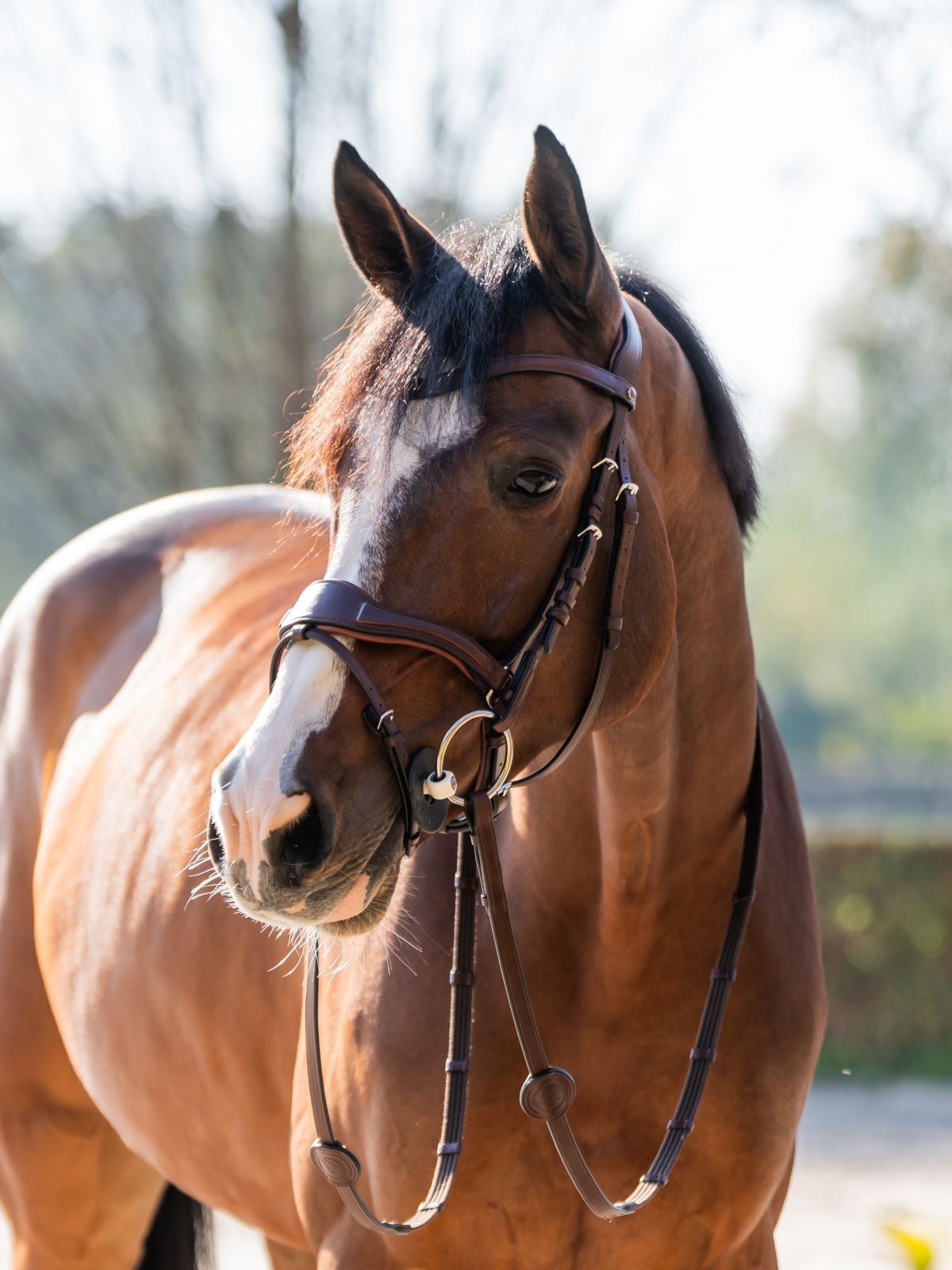 TRUST bridle Falsterbo T-Motion silver buckles Brown