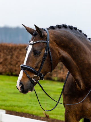 TRUST bridle Rotterdam black padded Black