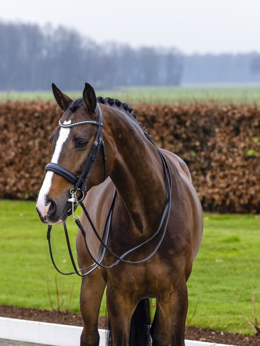 TRUST Wellington Double Bridle black padded Black