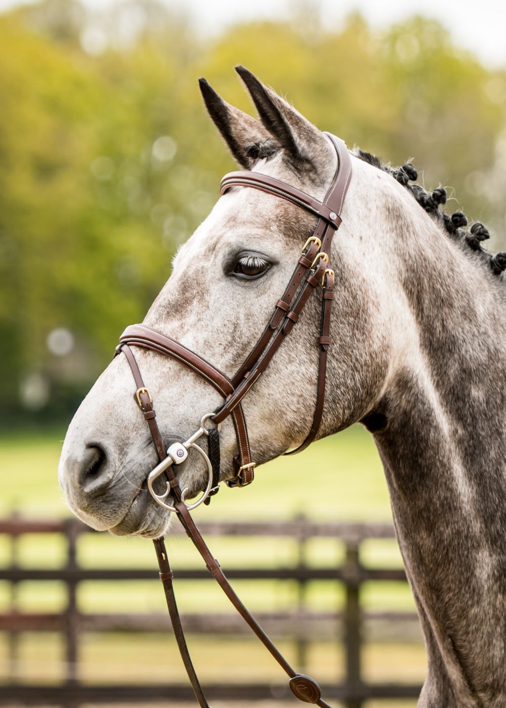 TRUST bridle Amsterdam anatomical combined noseband gold buckle Brown