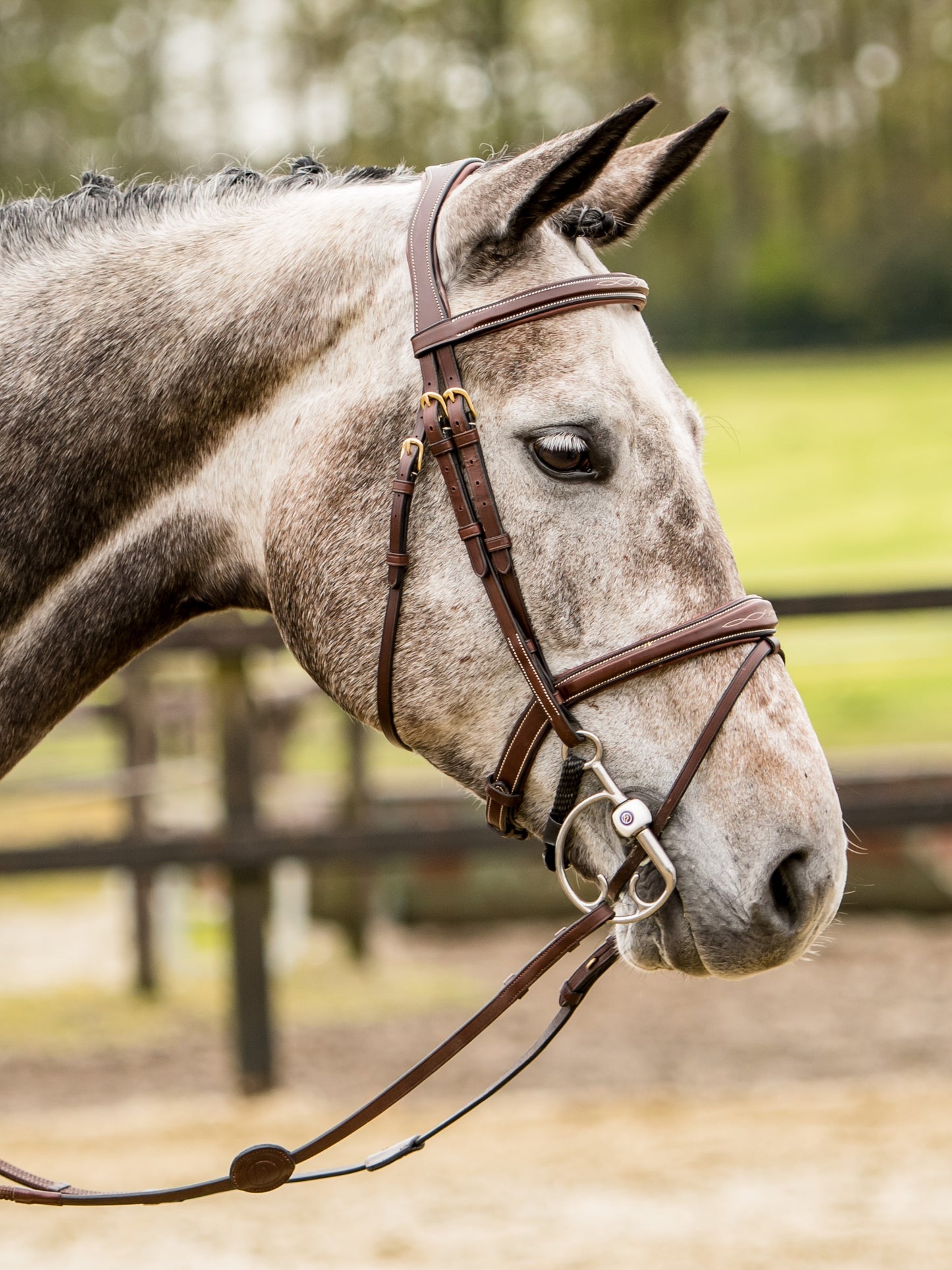 TRUST bridle Amsterdam anatomical combined noseband gold buckle Brown