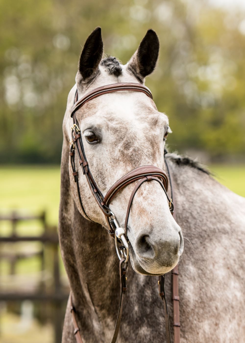 TRUST bridle Amsterdam anatomical combined noseband gold buckle Brown