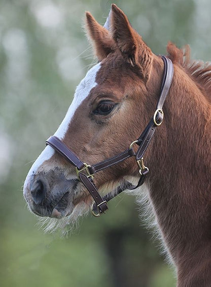 LJ Leathers leather foal halter Braun < 6 mnd