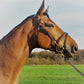 Equilook Hoofdstel Professional gecombineerde neusriem - equi-exclusive