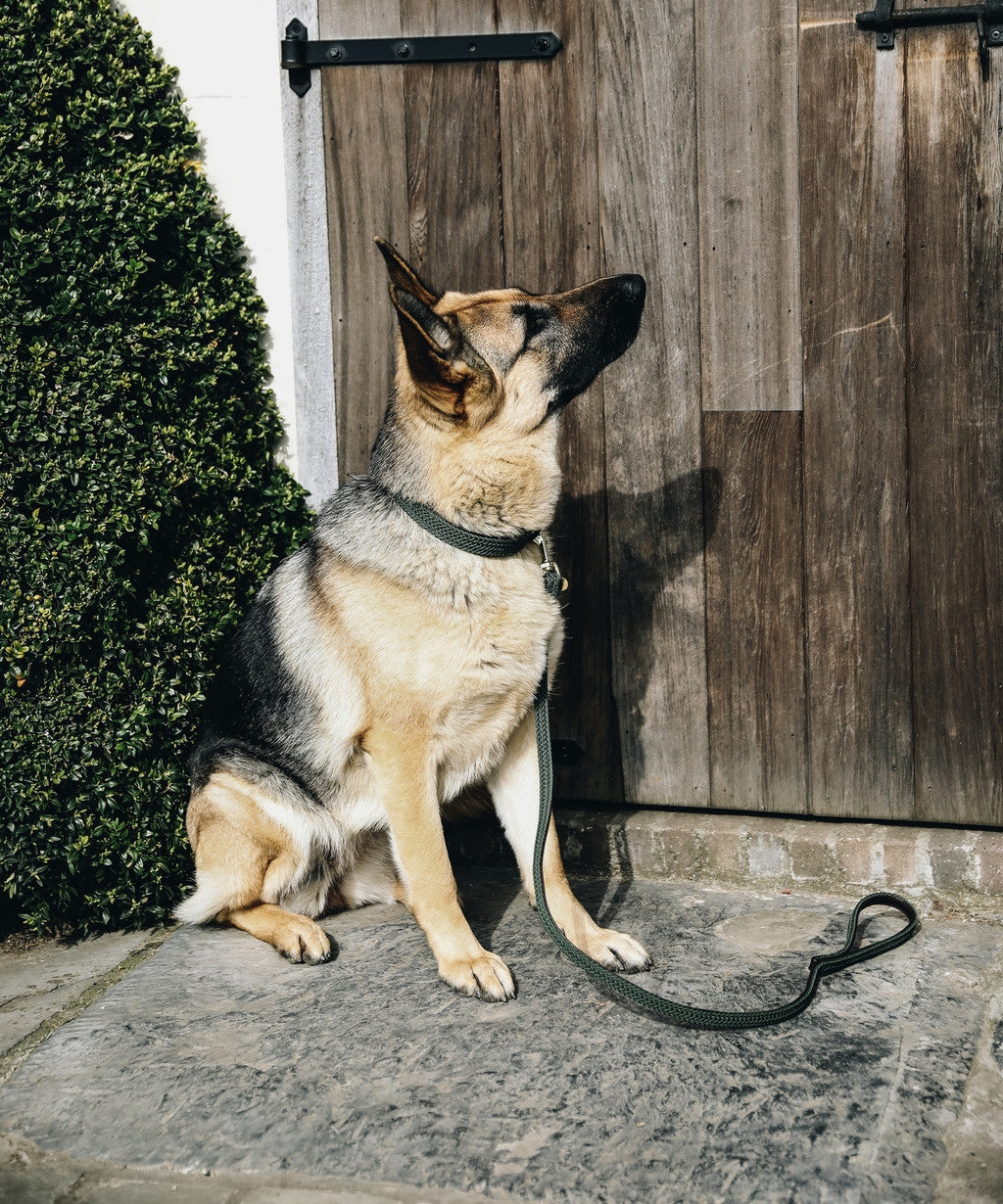 Kentucky Plaited Nylon Dog Lead