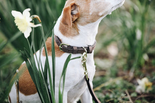 Kentucky Dog Collar Velvet