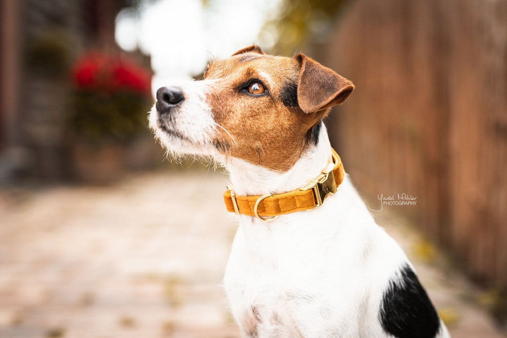 Kentucky Dogwear Dog Collar Velvet