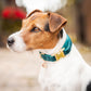 Kentucky Dogwear Dog Collar Velvet