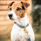 Kentucky Dogwear Dog Collar Velvet