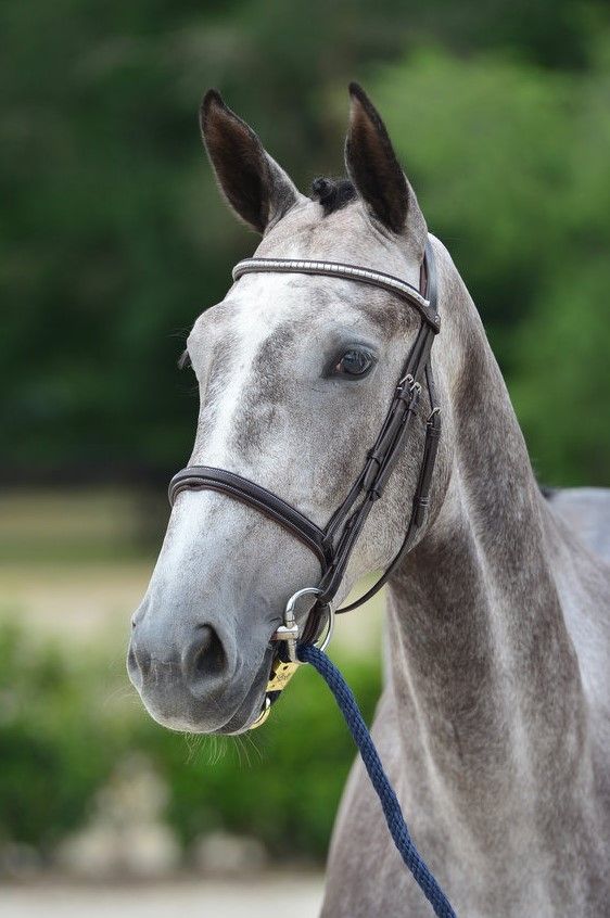 Stallmeister browband clincher Brown