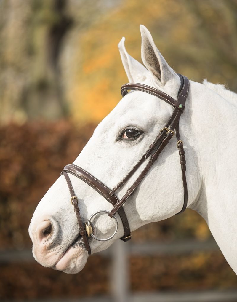 LJ Leathers New Pro hoofdstel gecombineerde neusriem Bruin Goud kleurig