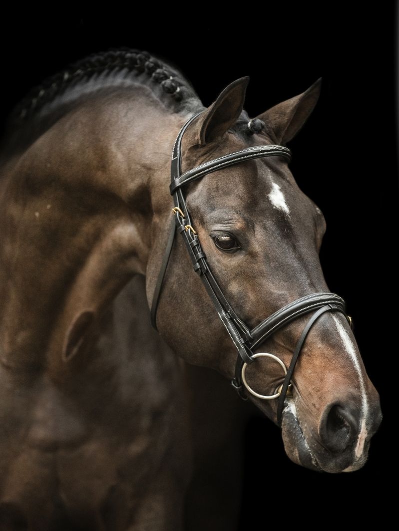 LJ Leathers New Pro hoofdstel gecombineerde neusriem - equi-exclusive