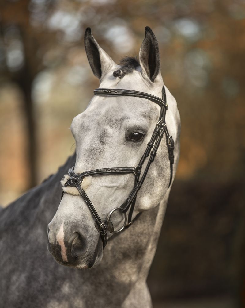 LJ Leathers New Pro bridle figure 8 noseband