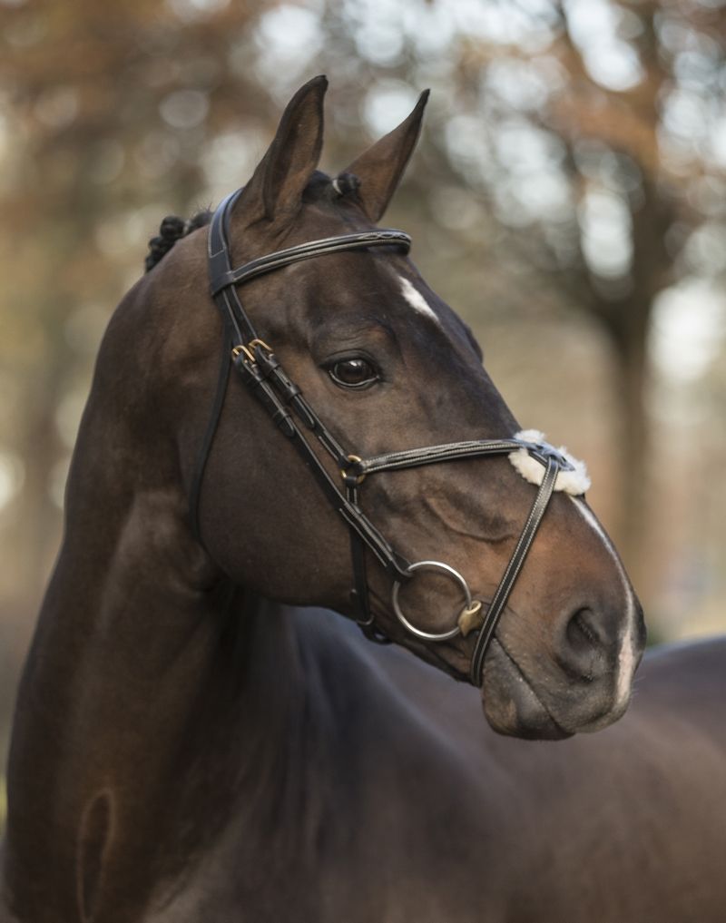 LJ Leathers New Pro bridle figure 8 noseband