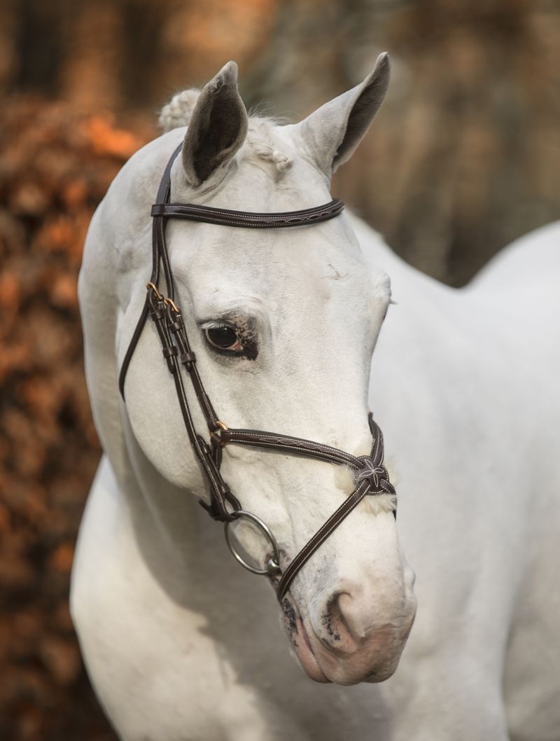 LJ Leathers New Pro bridle figure 8 noseband