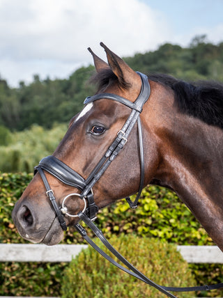 Dyon Dressage Large Crank Noseband Bridle Flash Black